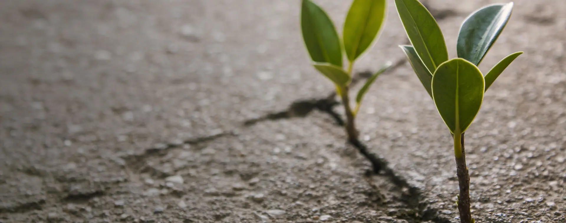Plants growing from a pavement crack