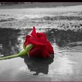 Rose on a water background